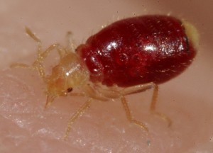 how big is a bedbug 1