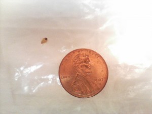 how big is a bedbug 3
